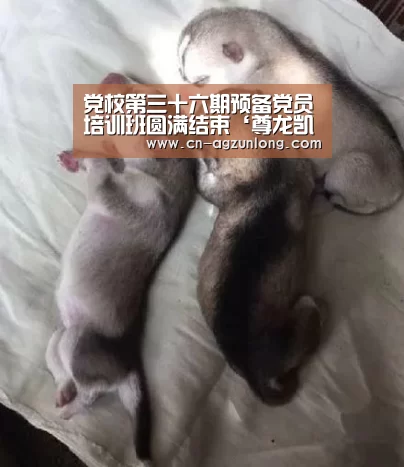 党校第三十六期预备党员培训班圆满结束‘尊龙凯时’
